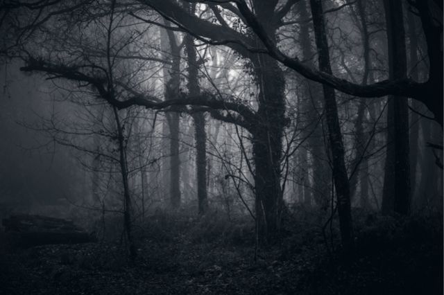 A dark forest with trees visible though the moon