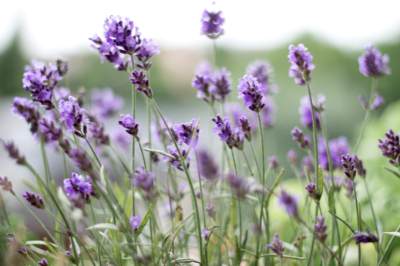 27 essential oils for mediums that enhance intuition and strengthen spiritual connections. 
