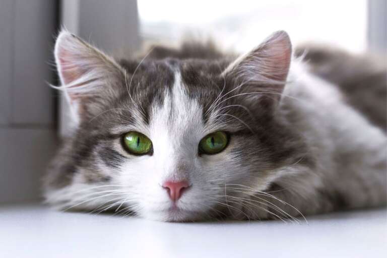 Is My Cat Dying? 12 Common Signs