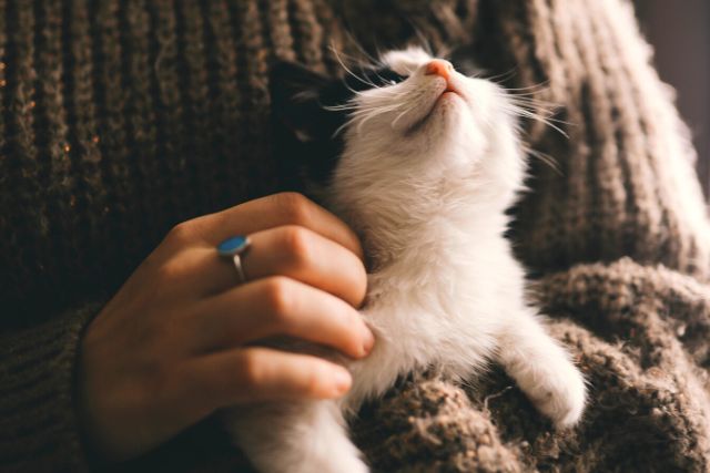 What does Animal Mediumship feel like?