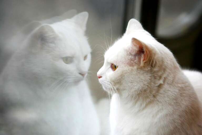 25 common signs from deceased pets