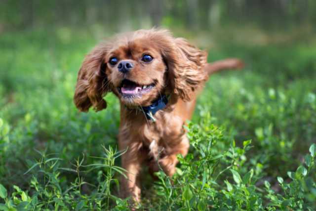 Signs you have found your Reincarnated Pet