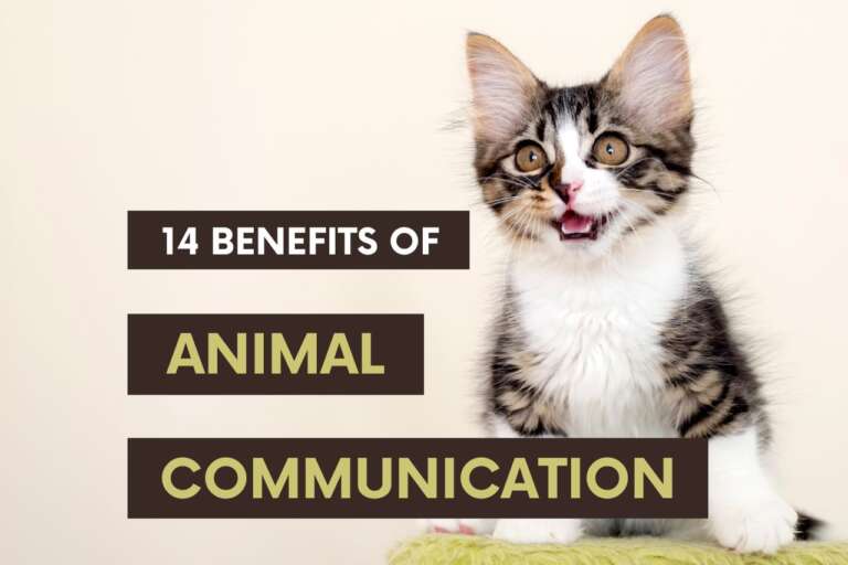14 Incredible Benefits of Animal Communication for You and Your Pet