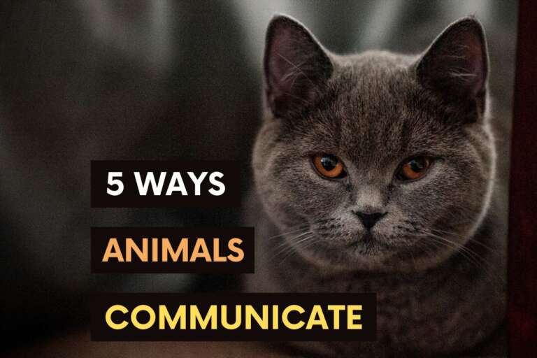 5 WAYS ANIMALS COMMUNICATE