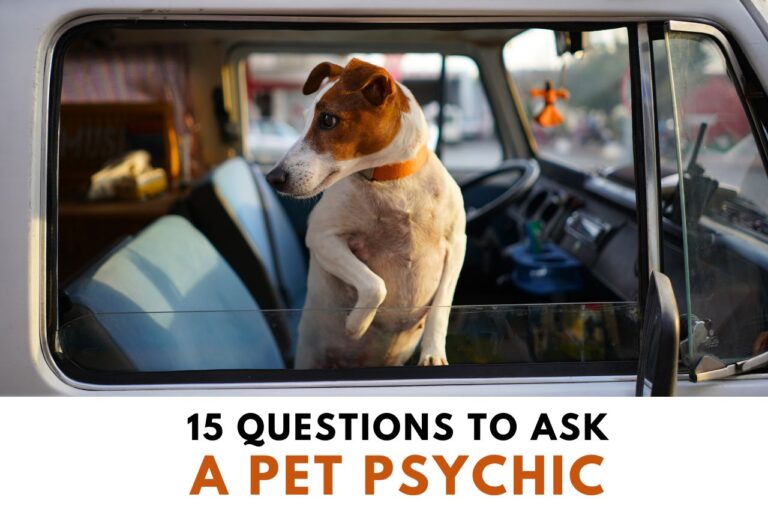 15 Questions to ask a pet psychic
