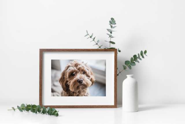 Honour your pets in heaven: create a memorial location