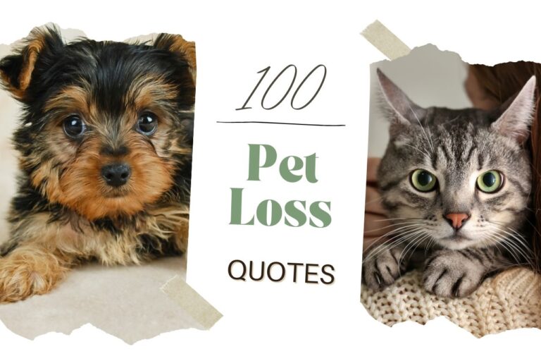 100 Best Pet loss quotes