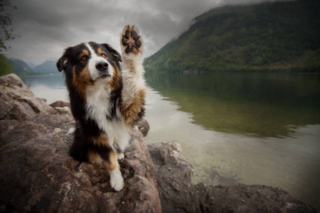 Best Dog Loss Quotes
