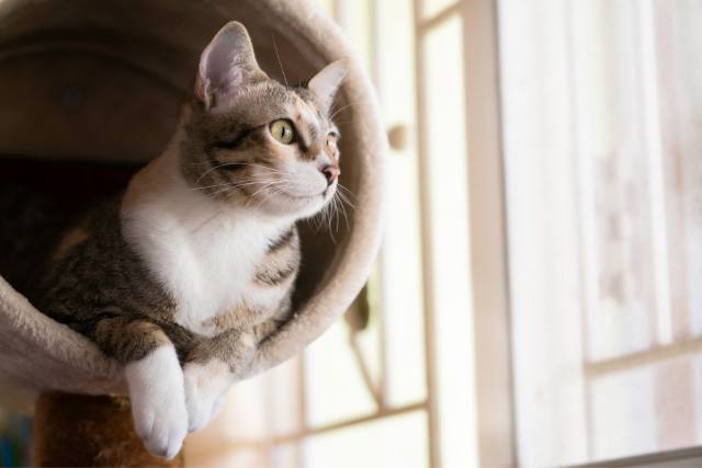 “Such short little lives our pets have to spend with us, and they spend most of it waiting for us to come home each day.”