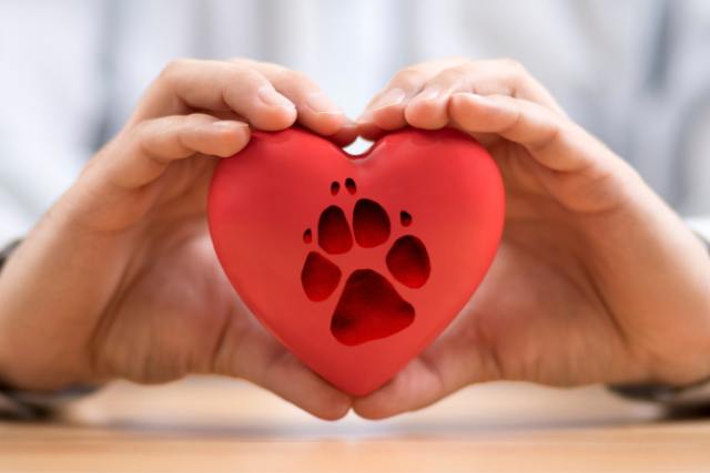 Best Pet Loss Quotes