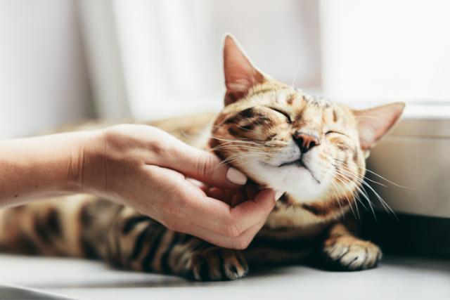 Best Pet Loss Quotes