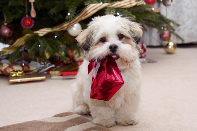 Best animal sympathy quotes