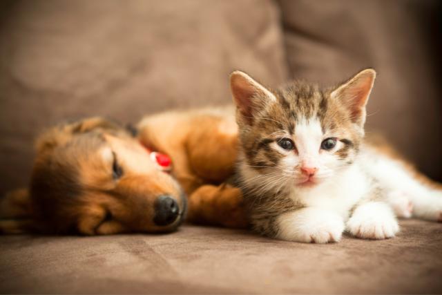 Best Pet loss quotes for friends