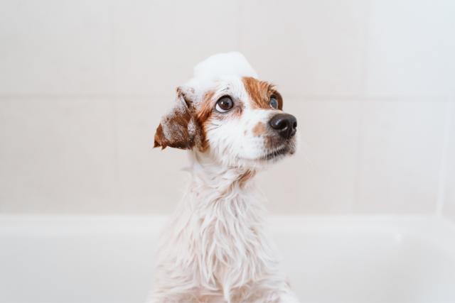 Best Dog Loss Quotes