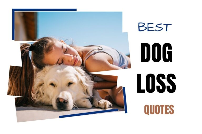 72 best dog loss quotes