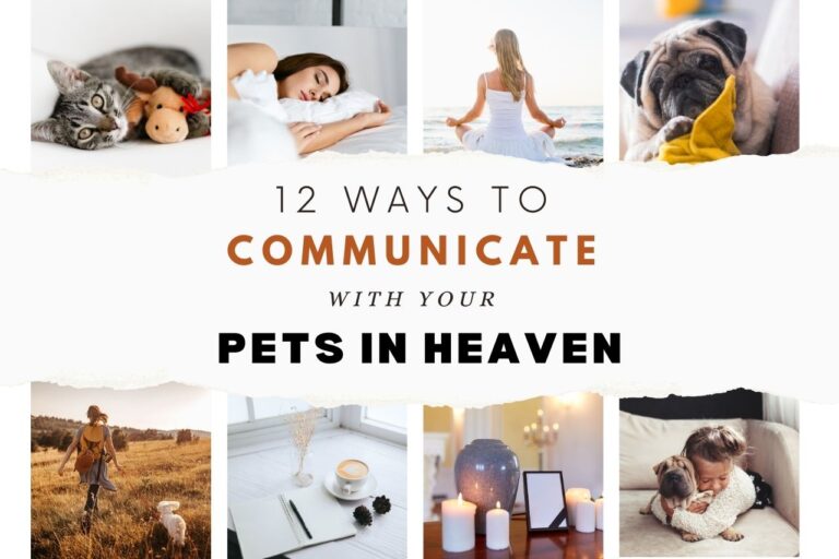 12 Ways to communicate with pets in heaven