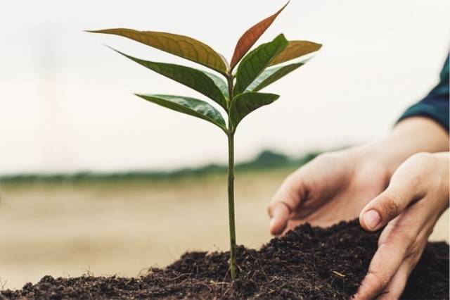 Plant a tree in honour of a loved one in heaven