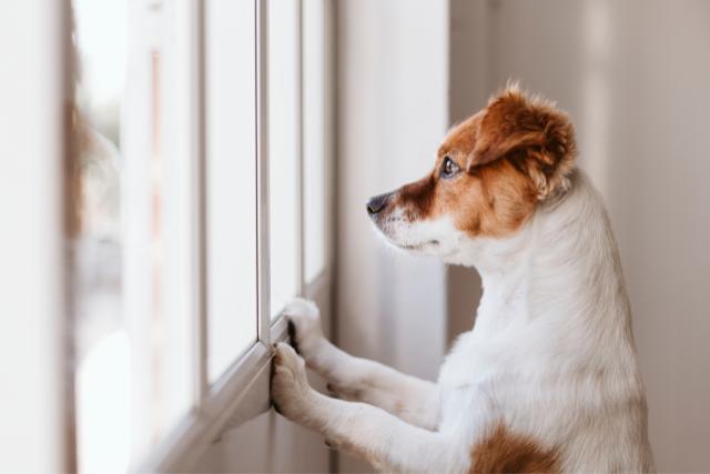 Animal Communication helps dogs with separation anxiety