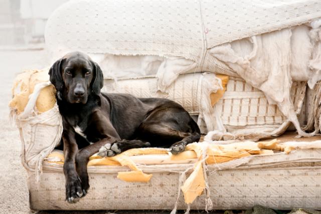 Animal Communication helps dogs with Destructive chewing