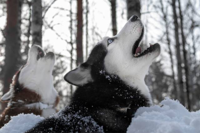 Animal Communication can help with behavioural problems such as Howling, whining or crying