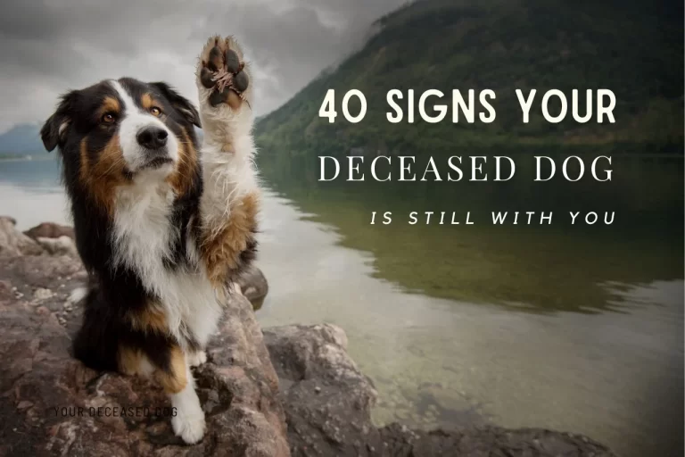 40 Signs Your Deceased Dog Is Still With You