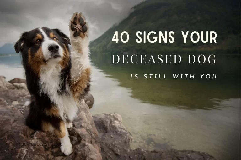 40 signs from deceased pets is still with you