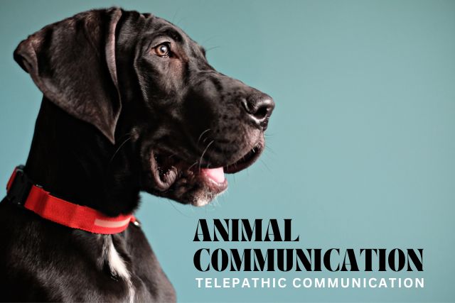 Animal communication: Telepathic communication for pets