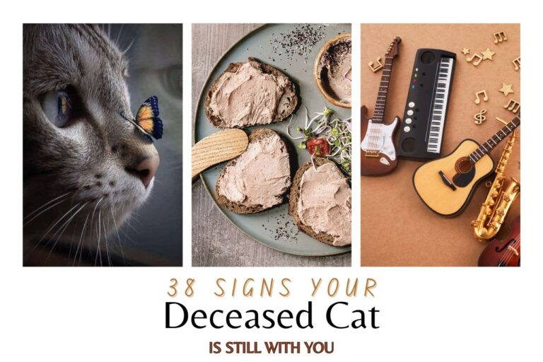 38 Signs Your Deceased Cat Is Visitng You