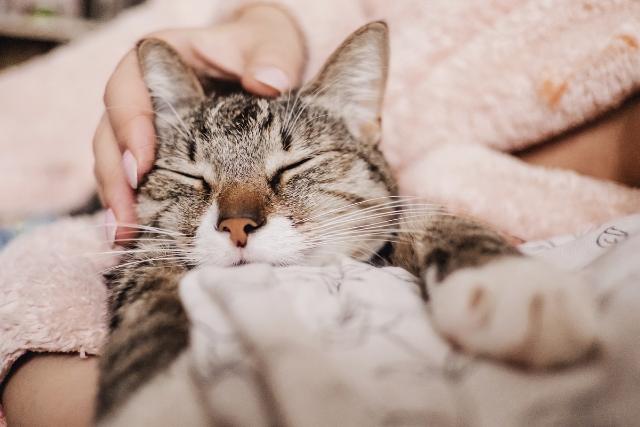 38 Signs your deceased cat is still with you