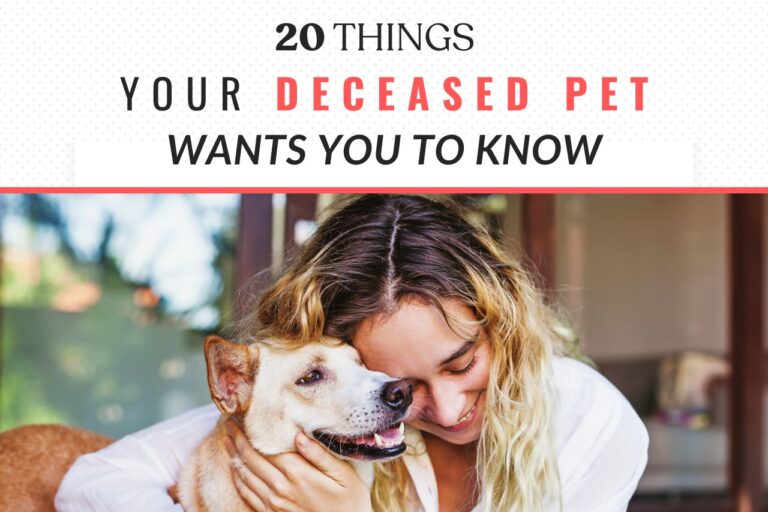 20 Things Your Deceased Pet Wants You To Know