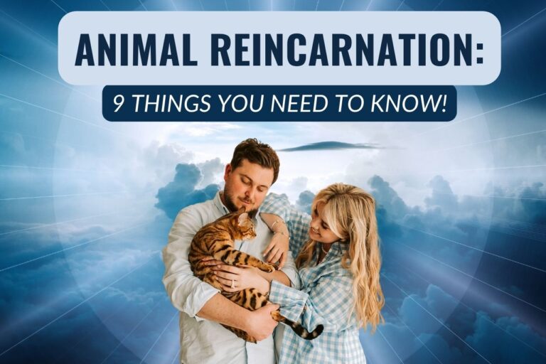 Animal Reincarnation: Yes, Animals Do Reincarnate