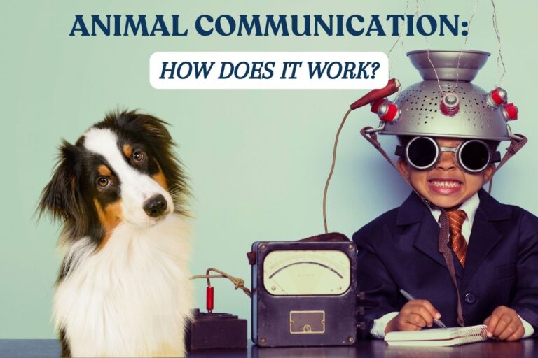 how does animal communication work?
