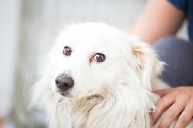 You can telepathically sense the animals emotions