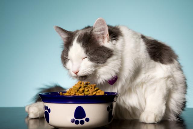 How Does Animal Communication Work?