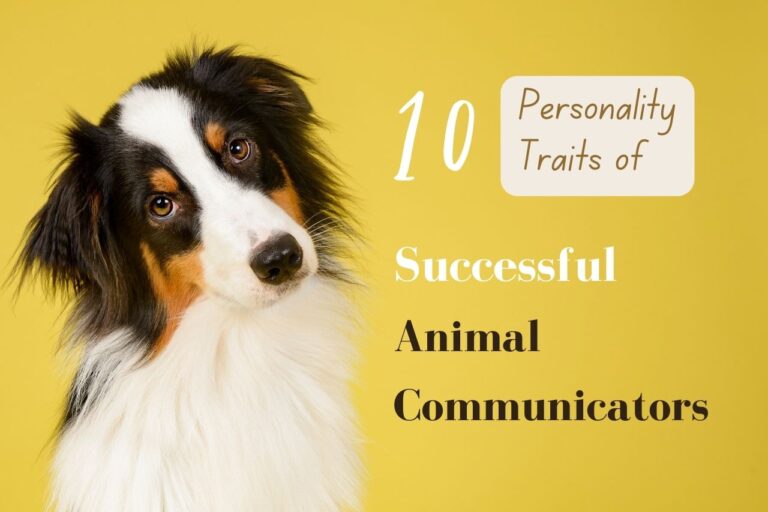 10 Personality Traits Of Professional Animal Communicators