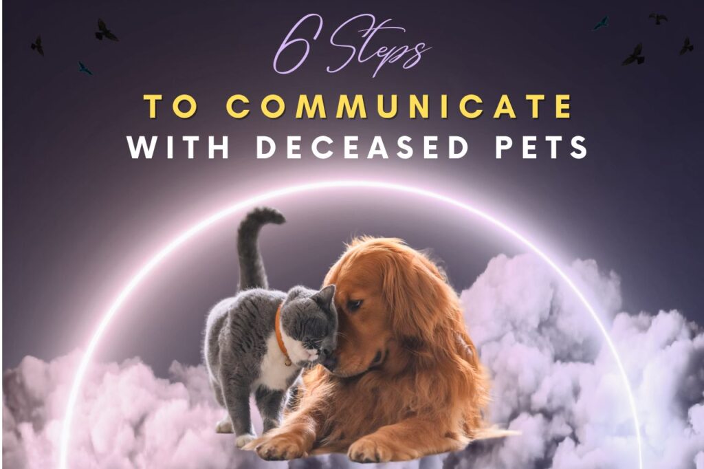 25 Signs From Deceased Pets: How to know they are still with you ...