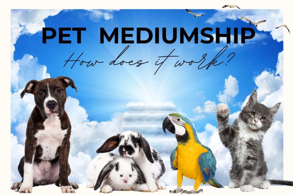 How Does Pet Mediumship work
