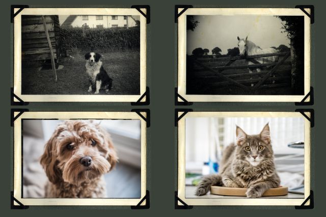 Do animals reincarnate? Yes, and they may live many lives. 