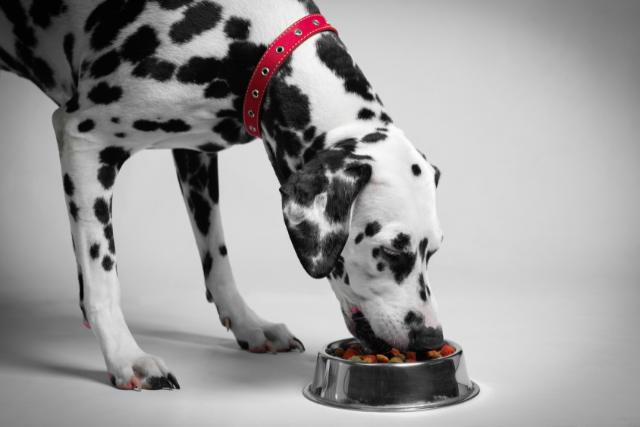 18 ways to help a grieving dog after a loss. 




