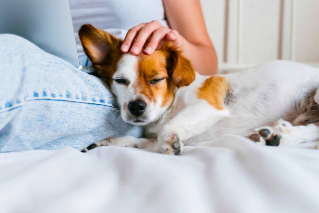 Signs you have a Soul Contract with Your Pet