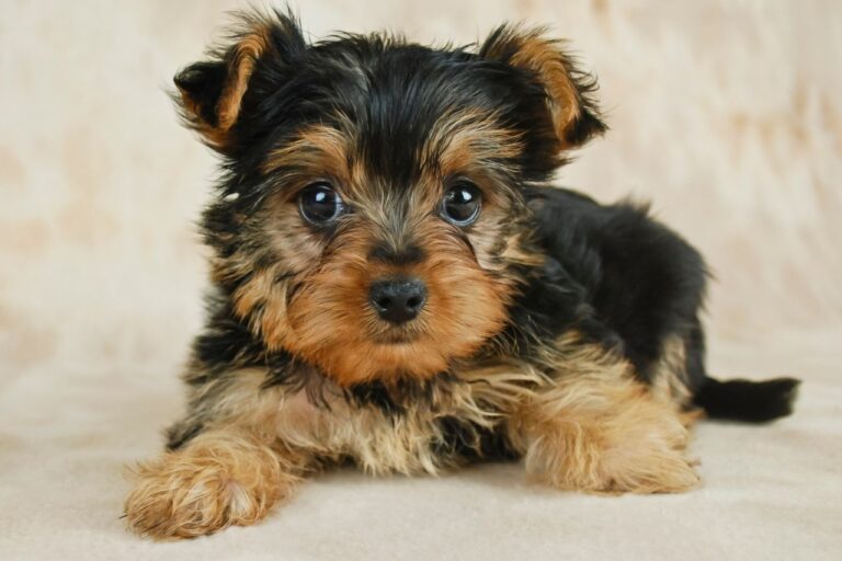 Finding Your Reincarnated Pet. 10 Questions To Ask A Pet Medium