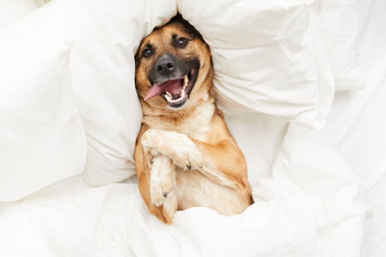 13 Things Your Pets Want You To Know (But Can’t Say Out Loud)