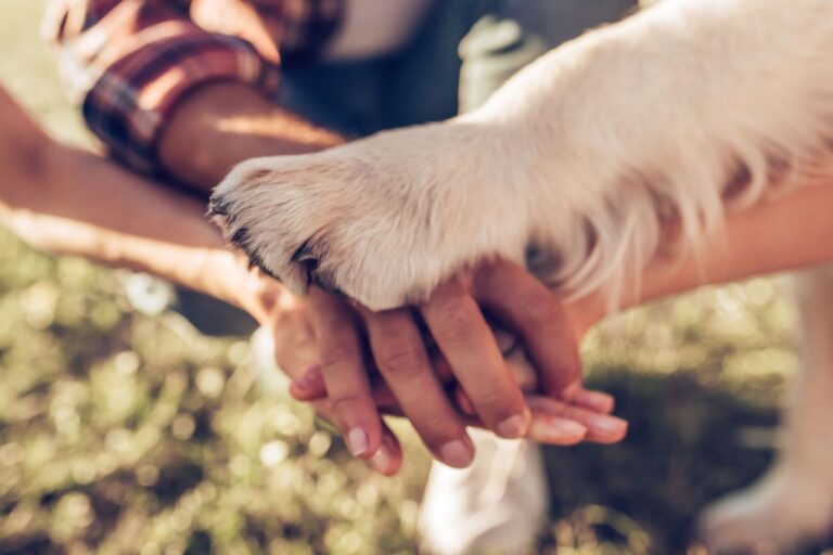 10 Powerful Ways to complete A Pet Soul Contract