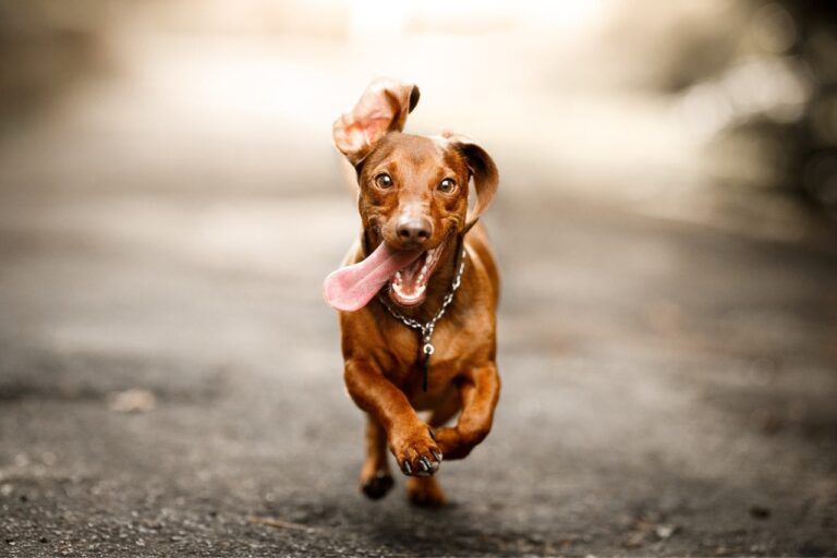 9 undeniable Signs Your Pet Wants To Reincarnate Back To You