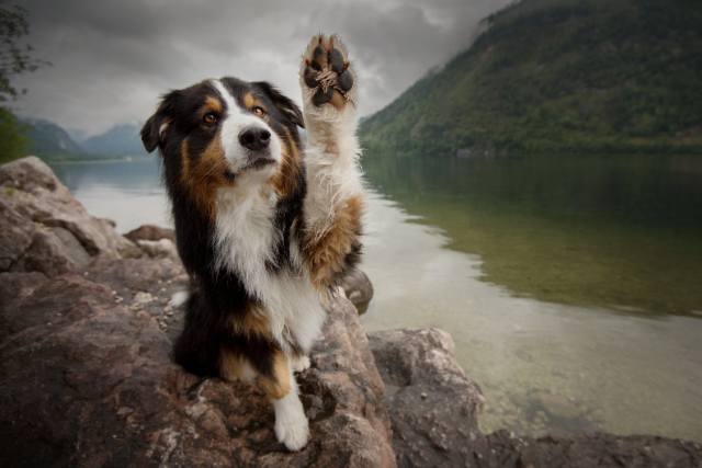 animal Communication services, afterlife communication, pet medium