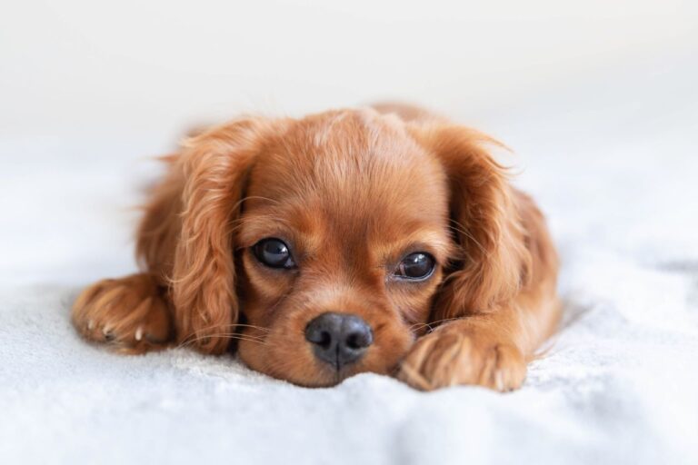 8 uplifting Ways to Find Peace Knowing Your Pet is in the afterlife