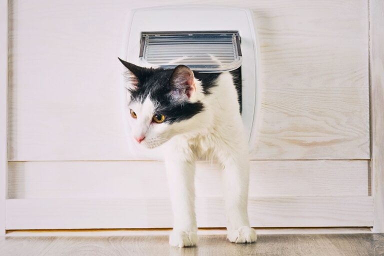 What Are Pet Soul Walk-Ins? Discover the Surprising Truth