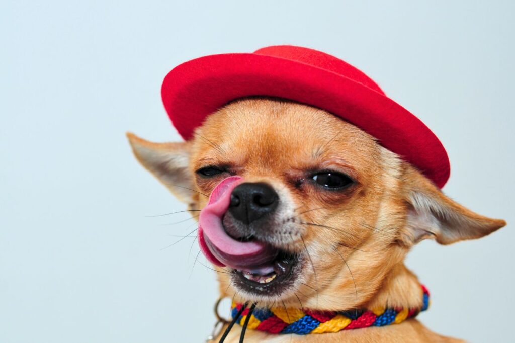 What are Pet Soul Walk-Ins? 