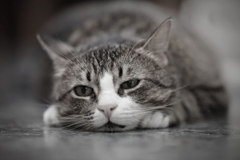 Do Pets Mourn the Loss of Other Pets? The Heartfelt Truth Revealed!