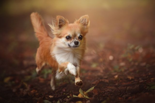 do pets have souls
